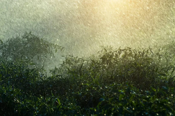 Güneş ışığı ile yağmur mevsiminde yağmur yağan yeşil biber bitki — Stok fotoğraf