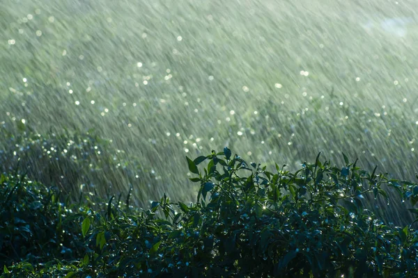 Árbol de chile verde con caída de lluvia en temporada de lluvias — Foto de Stock