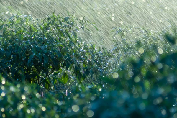Caída de lluvia en temporada de lluvias con luz solar . — Foto de Stock