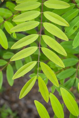 Cassod ağacı veya Senna siyamea yaprakları kapatın.