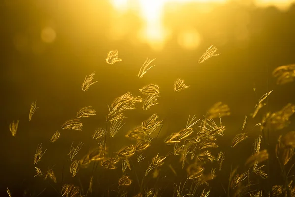 Gazon gonflé doigt avec la lumière du soleil en arrière-plan flou . — Photo