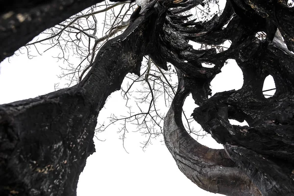 Gros plan branche de l'arbre de la mort — Photo