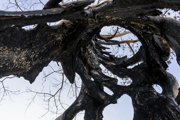 Bliska gałąź śmierci drzewo z nieba tle — Zdjęcie stockowe