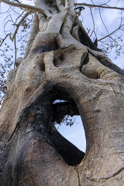 Gałąź drzewa śmierci, z tle błękitnego nieba z bliska — Zdjęcie stockowe
