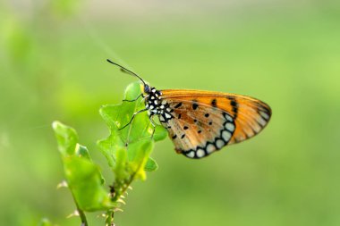 tatlı turuncu kelebek