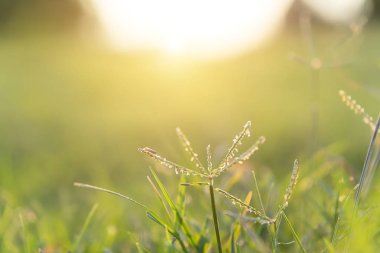 Bulanıklık arka plan ile çiçek çim