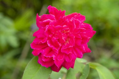 Pembe damask gül çiçek