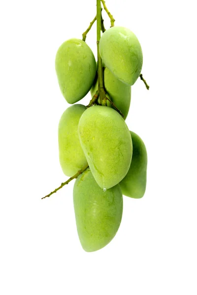 Närbild grön Mangifera indica mango — Stockfoto