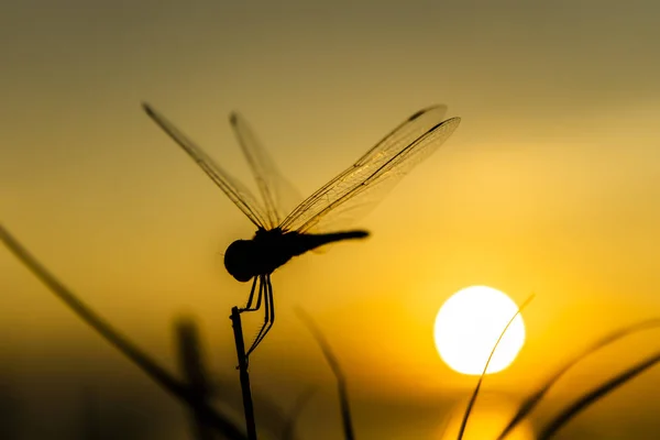 Silhouet van Dragonfly op gras. — Stockfoto