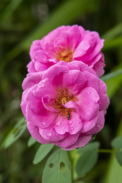 Pembe damask gül çiçek — Stok fotoğraf