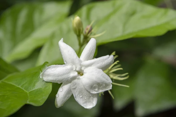 Close up of white jasmine flower — Stock Photo, Image
