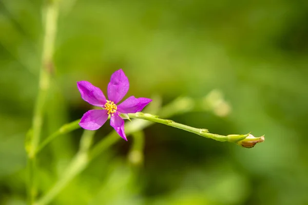 Close up of Talinum paniculatum flower — Stock Photo, Image