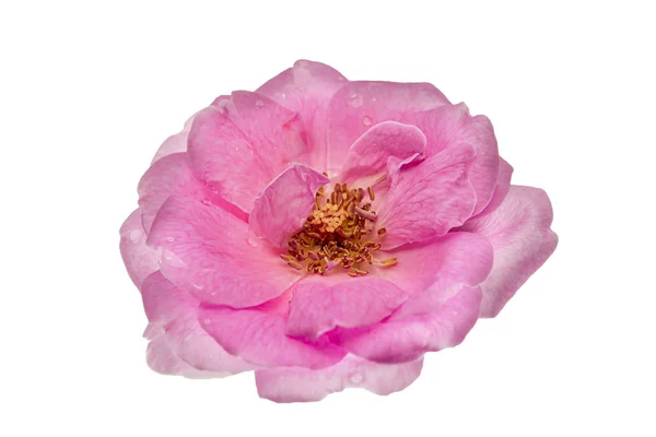 Рожевий з дамаської троянди квітка — стокове фото