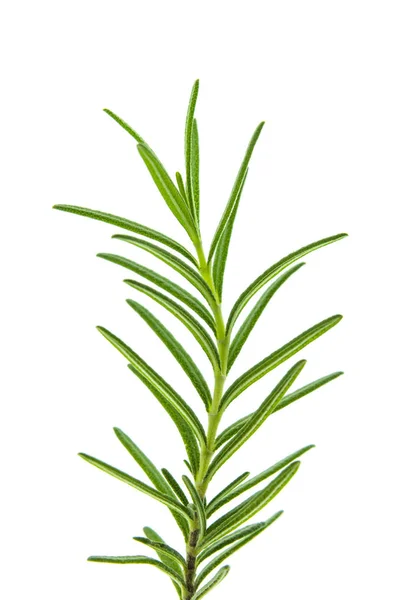 Närbild på Rosemary Plant — Stockfoto