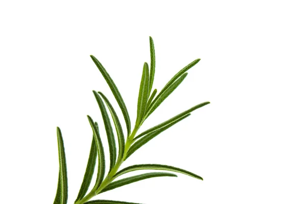 Close up of Rosemary plant — Stock Photo, Image