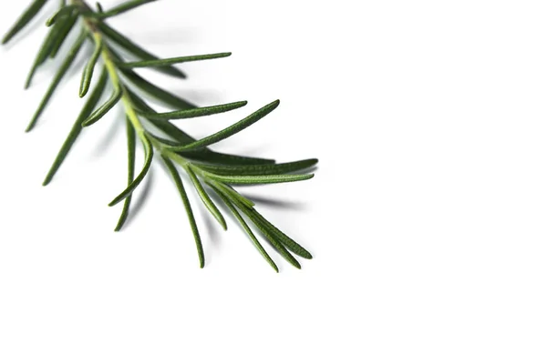 Närbild på Rosemary Plant — Stockfoto