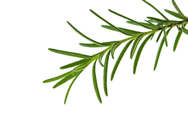 Close up of Rosemary plant Stock Picture