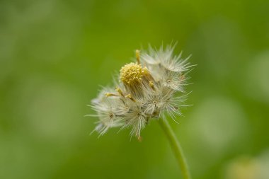 Palto düğmeleri veya Meksika papatya çiçeği 