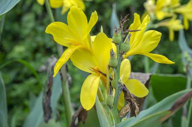 Sarı Hint atış çiçek.