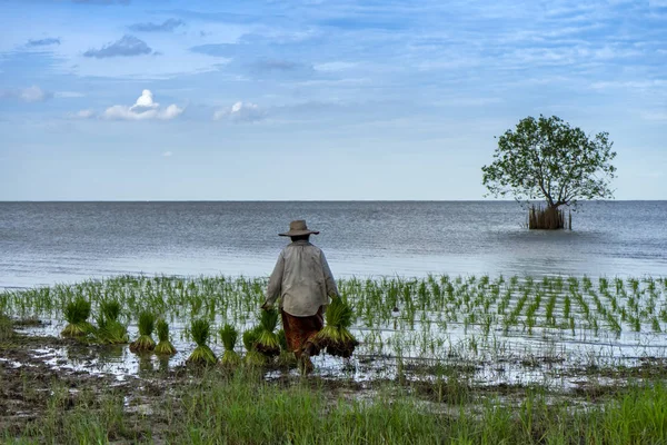 Agricoltore thailandese piantare sul risone terreni agricoli — Foto Stock