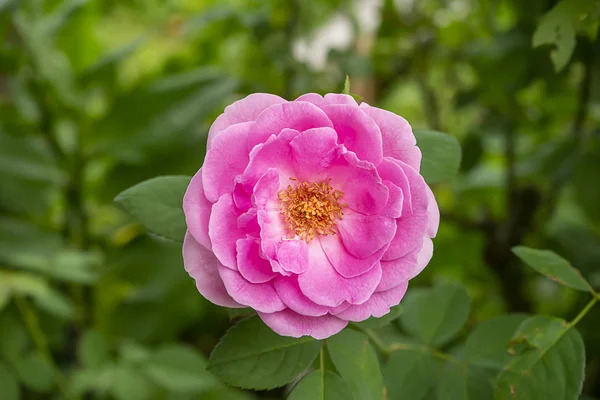 Rosa av damask Rose Flower — Stockfoto