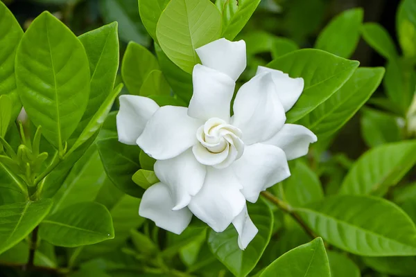 Белый цветок Гардении или мыс Жасмин — стоковое фото