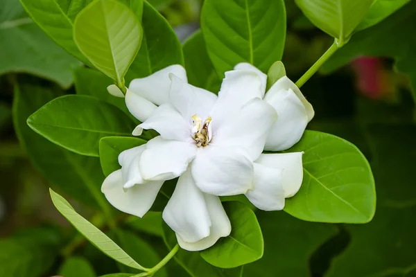 Flor de Gardenia blanca o Jazmín del Cabo —  Fotos de Stock