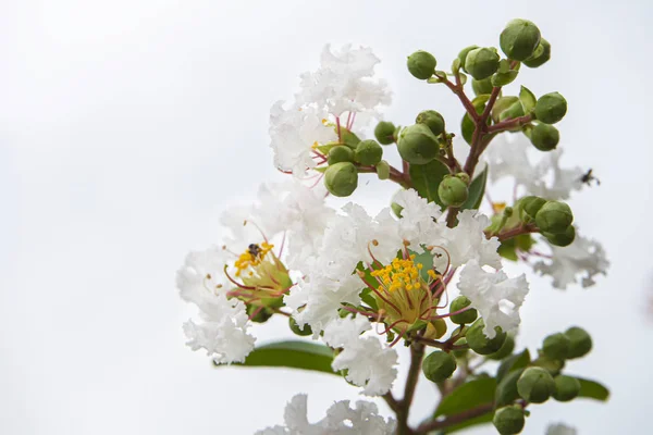 Close up white flower of Crape myrtle — Stock Photo, Image