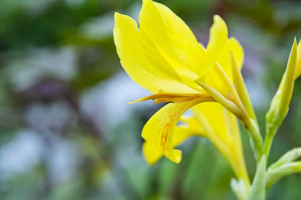 Fiore di colpo indiano giallo . — Foto Stock