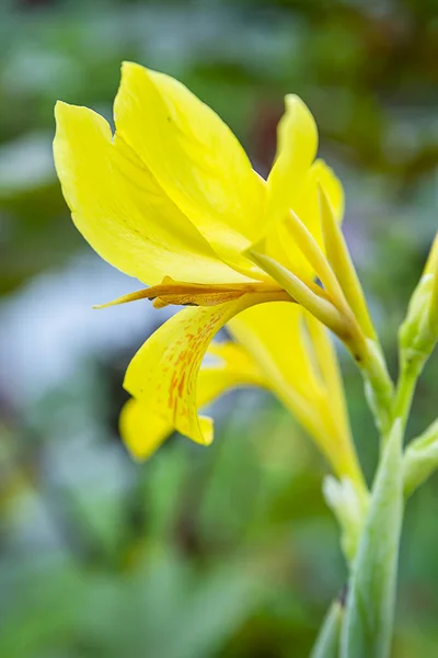 Fleur indienne jaune . — Photo