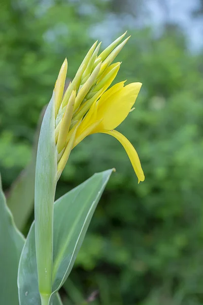 Květinka žlutá. — Stock fotografie
