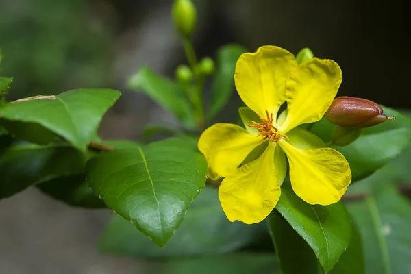Žlutá květinka OCHA kirkii oliv rostlina. — Stock fotografie