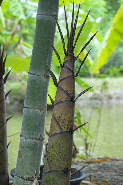 Büyük bambu çekimi — Stok fotoğraf