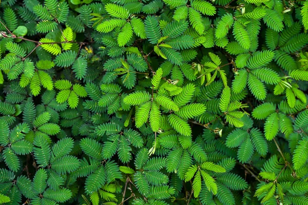 Sfondo vegetale sensibile. (pianta mimosa pudica ) — Foto Stock