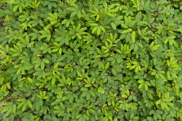 Fondo de la planta sensible. (planta mimosa pudica ) —  Fotos de Stock