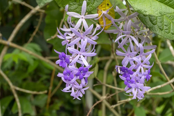 紫のリースサンドペーパーブドウの花の背景. — ストック写真