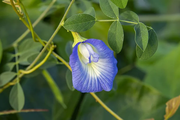 Niebieski groszek lub Motyl Kwiat grochu. — Zdjęcie stockowe