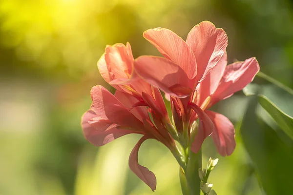 Rose fleur de tir indien . — Photo