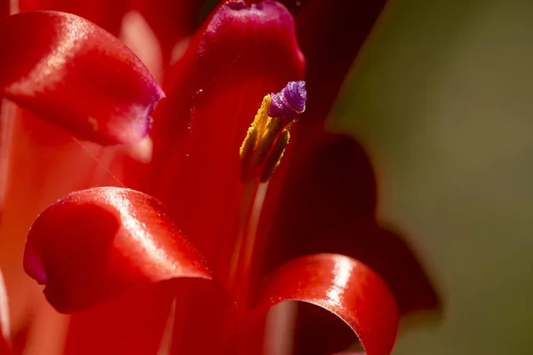Fechar Bromélias flor — Fotografia de Stock