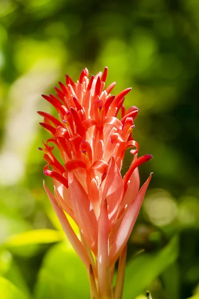 Close-up van bromelia's bloem — Stockfoto