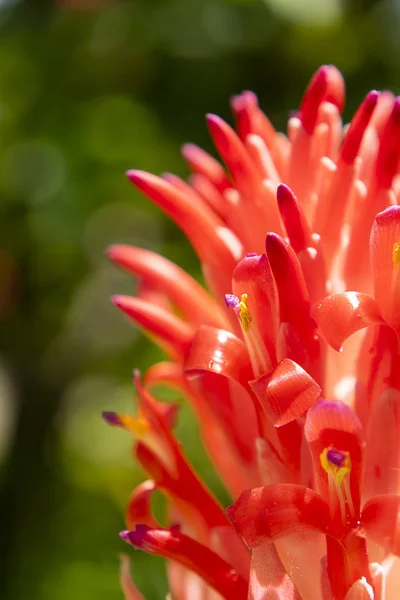 Close up Bromeliads flower — Stock Photo, Image