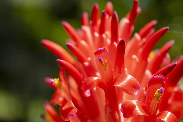 Fermer Bromeliads flower — Photo