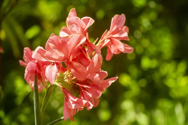 Fiore di sparo indiano rosa . — Foto Stock