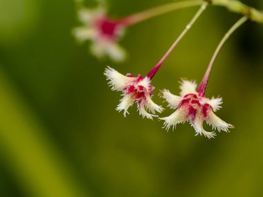 Phyllanthus pulcher bitki