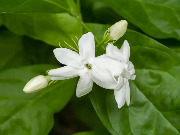 Gros plan de fleur de jasmin blanche — Photo