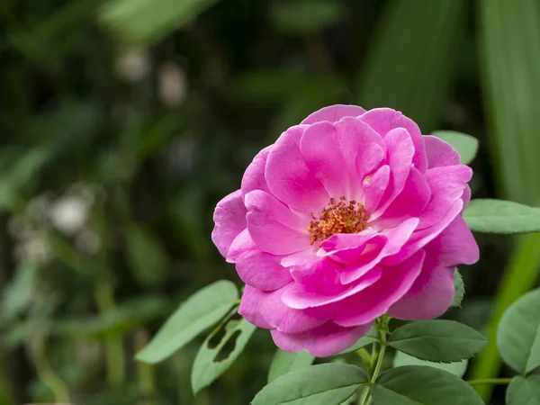 Rosa de Damasco Flor rosa — Fotografia de Stock