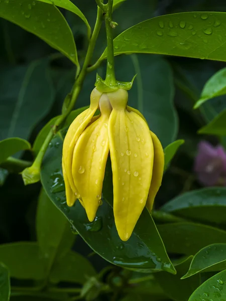 Fragrant flowers of climbing ylang-ylang flower on tree. — Stock Photo, Image