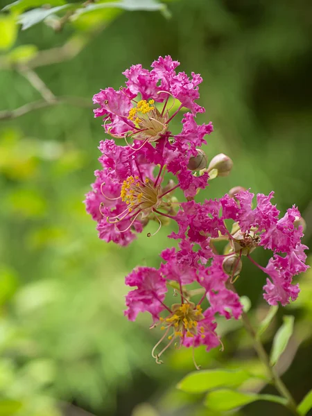 クレープマートルのピンクの花をクローズアップ — ストック写真