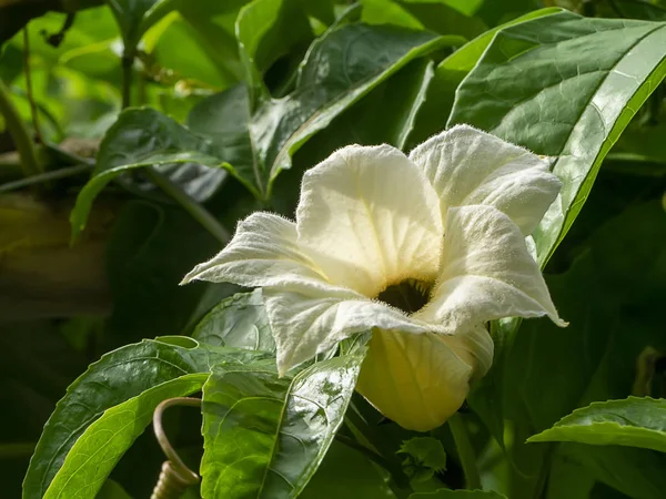 Flor del sudeste asiático, comúnmente conocido como Gac — Foto de Stock