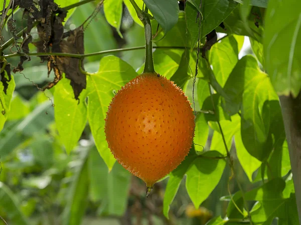 Sydostasiatiska frukt, känner vanligen som Gac — Stockfoto